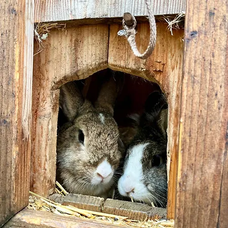 Frechhof アパート *