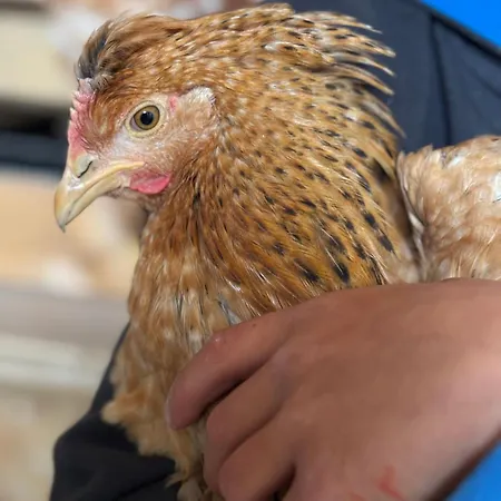 Frechhof アパート シュラートミンク