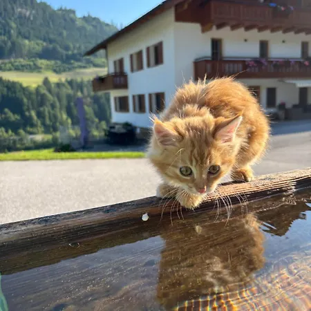 Frechhof Appartement Schladming