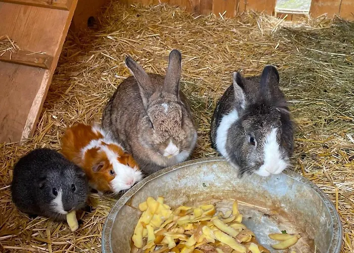 Appartement Frechhof Schladming