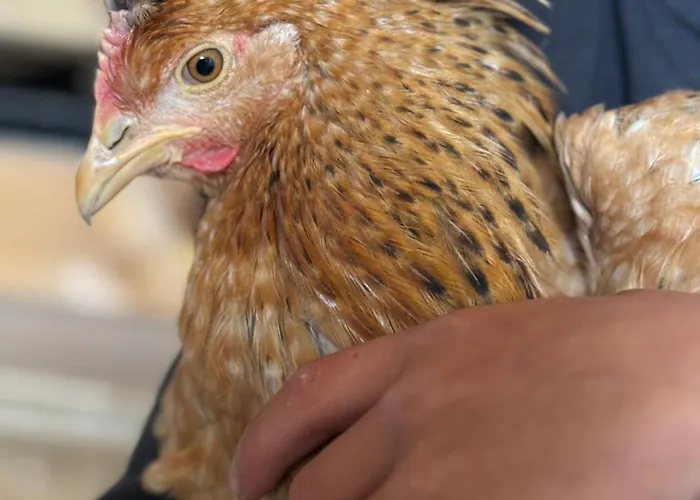 Frechhof Appartement Schladming