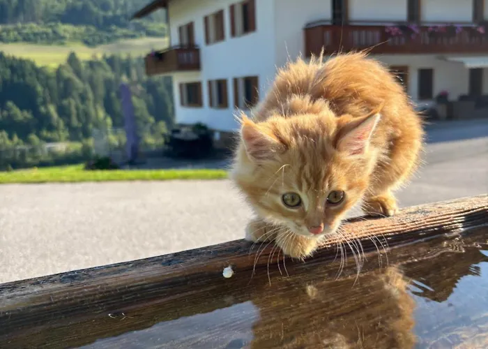 Frechhof Appartement Schladming